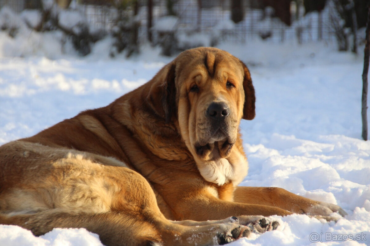 Španielský mastin - pejsci s PP - 6