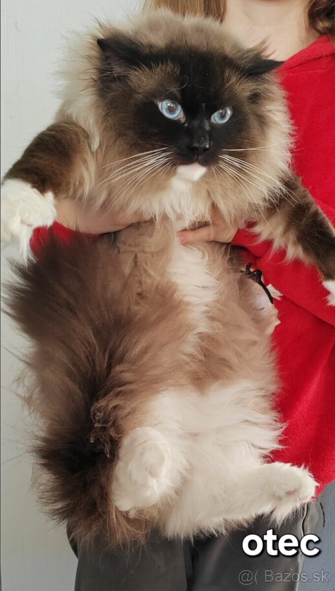 Predám mačiatka ( odber možný ihneď) - 6