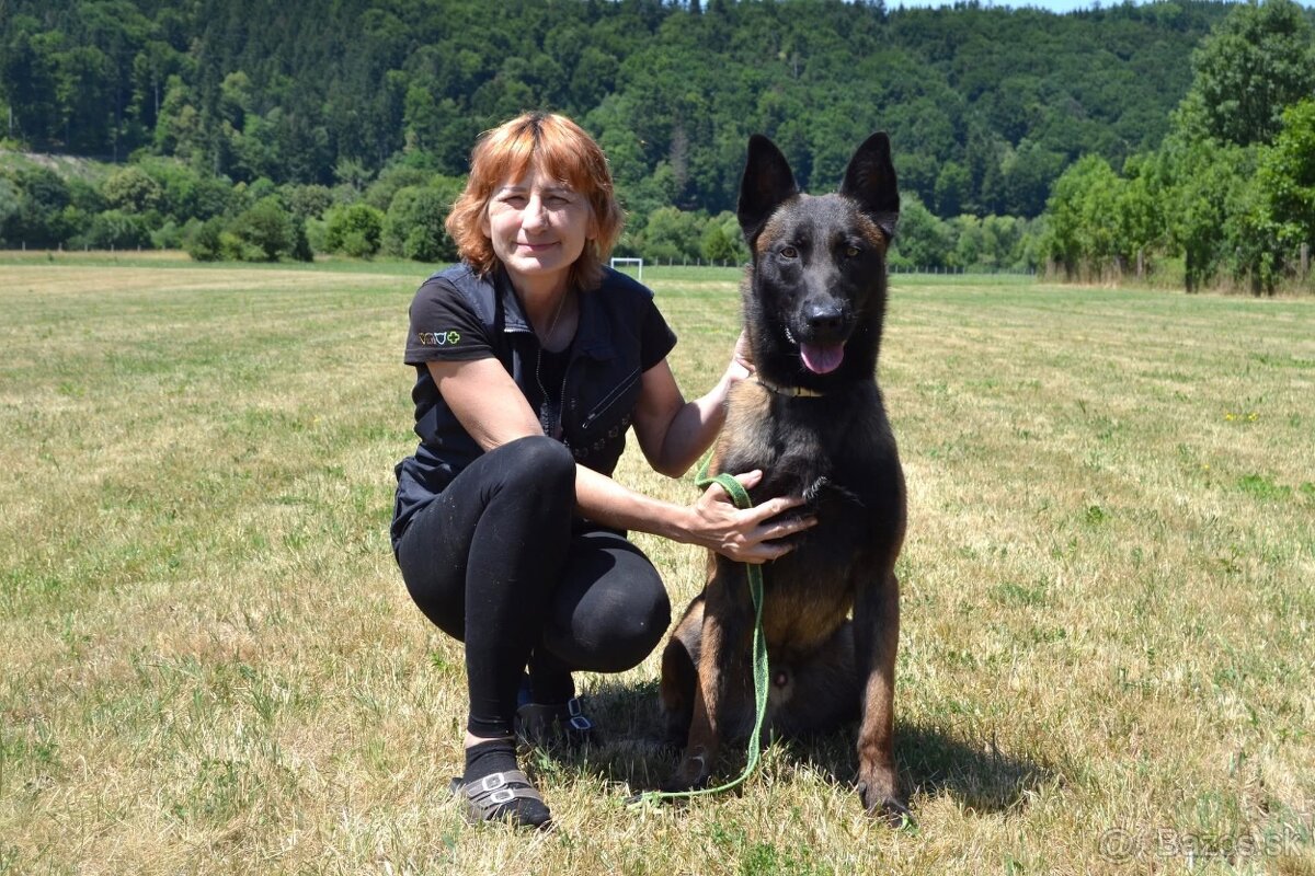 Belgicky ovčiak s PP - 6