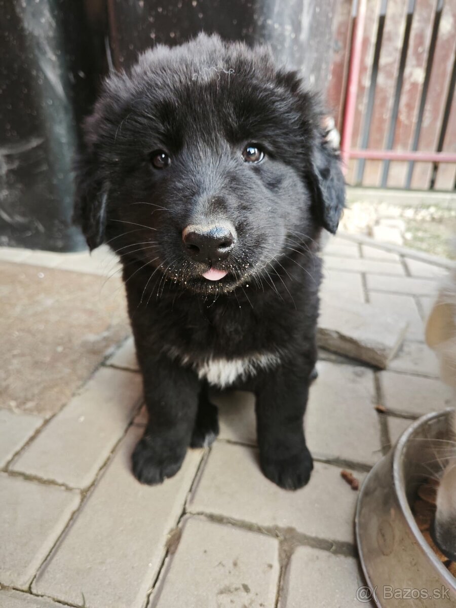 Predám šteniatka - 6