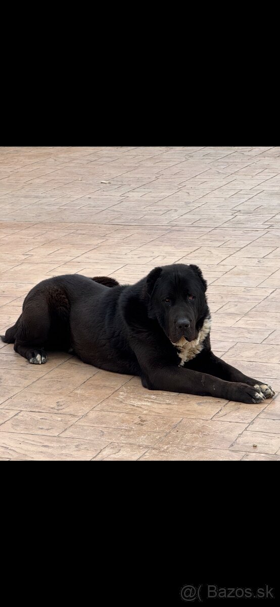 Stredoázijský ovčiak SAO - 6