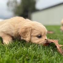 šteniatka Zlatého retrievera s PP - 6