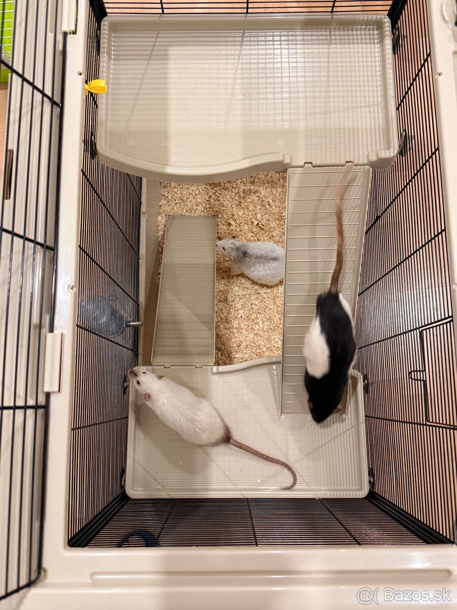 Hľadáme domov pre troch potkaníkov - 6