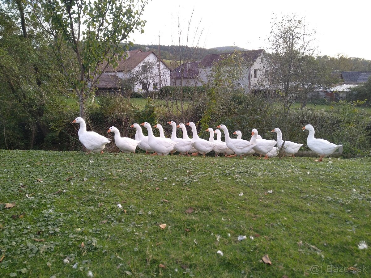 Slovenská biela hus - 6