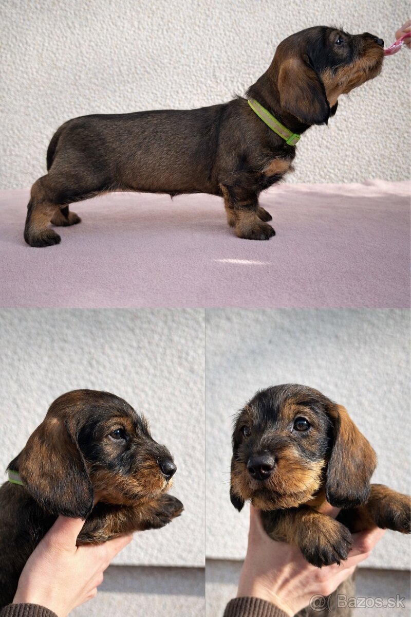 Šteniatka jazvečíka hrubosrstého - 6