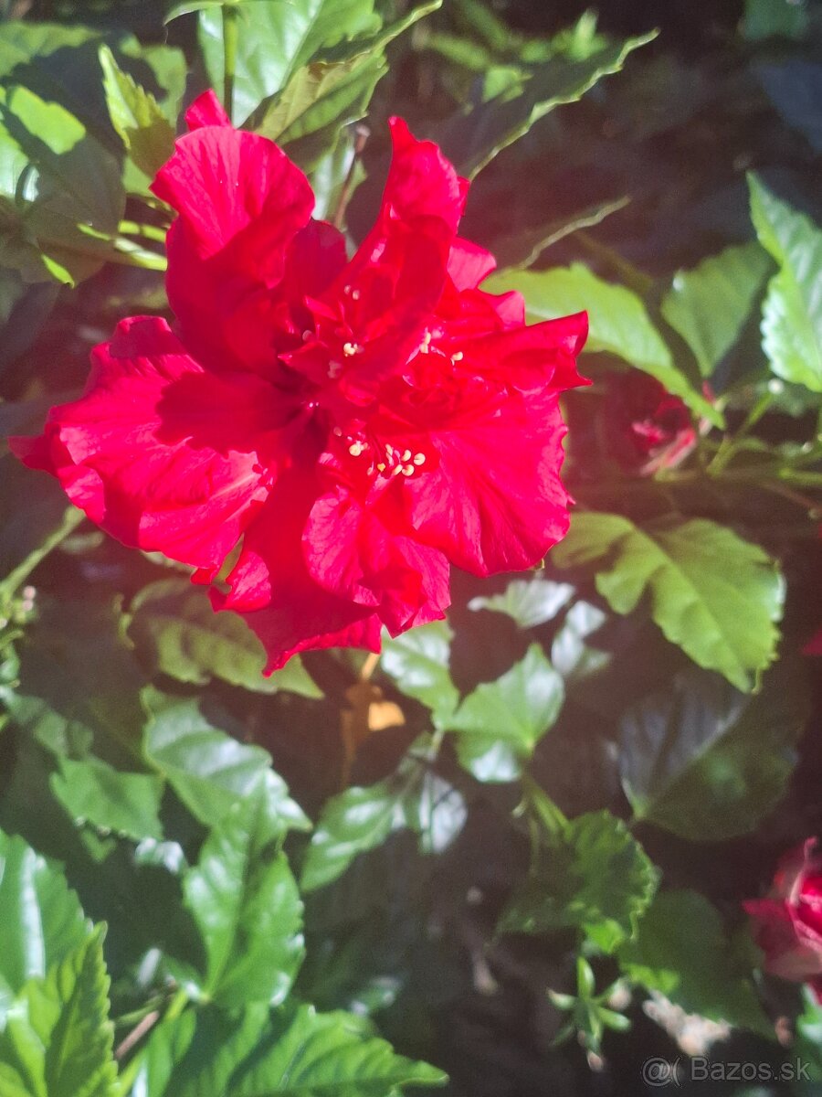 Vianoce pri krbe vo vlastnom dome pri TN - 6