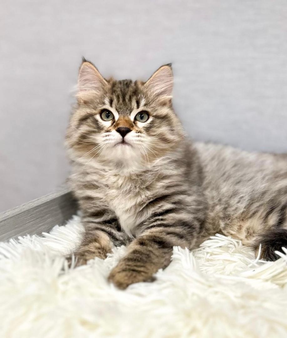 Krásne mačiatka plemena Ragdoll, Bengálsko a Maine Coon sú k - 6