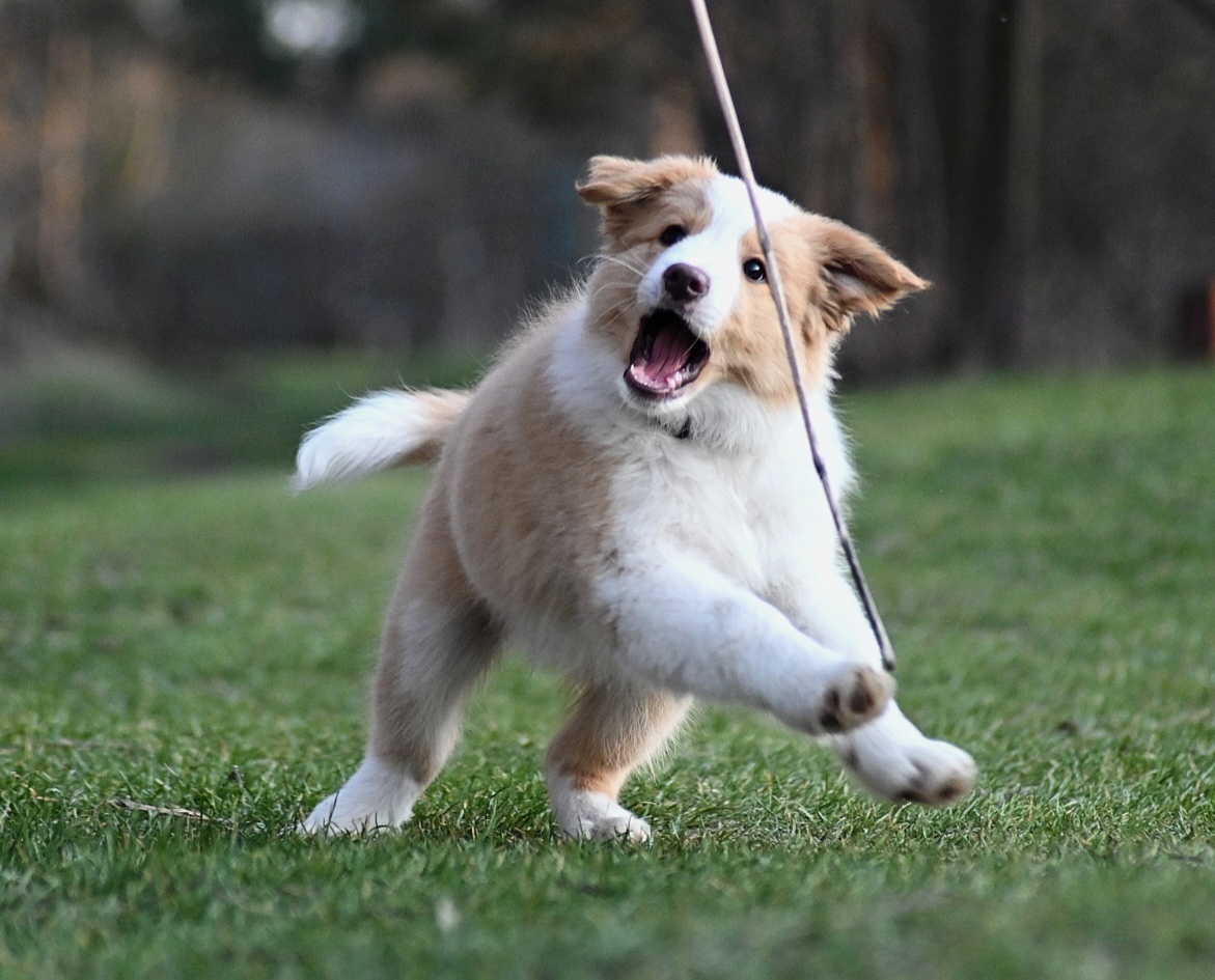 Border Collie / Border Kólia s PP - 6