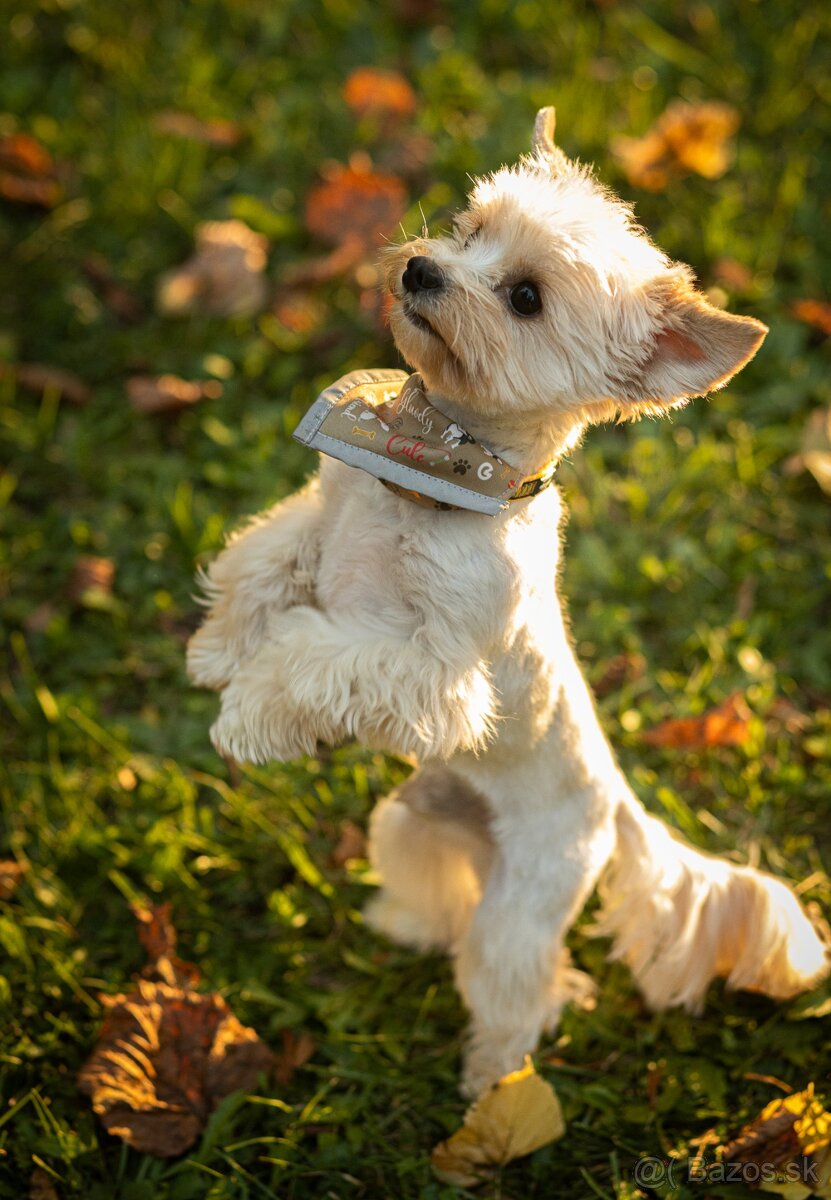 Krytie - Yorkshirsky Teriér - 6