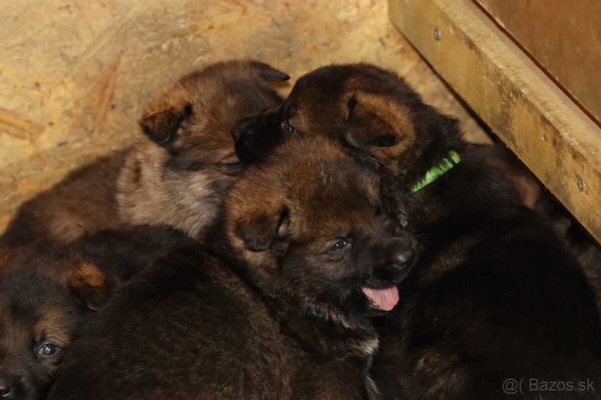 Německý ovčák s PP - 6