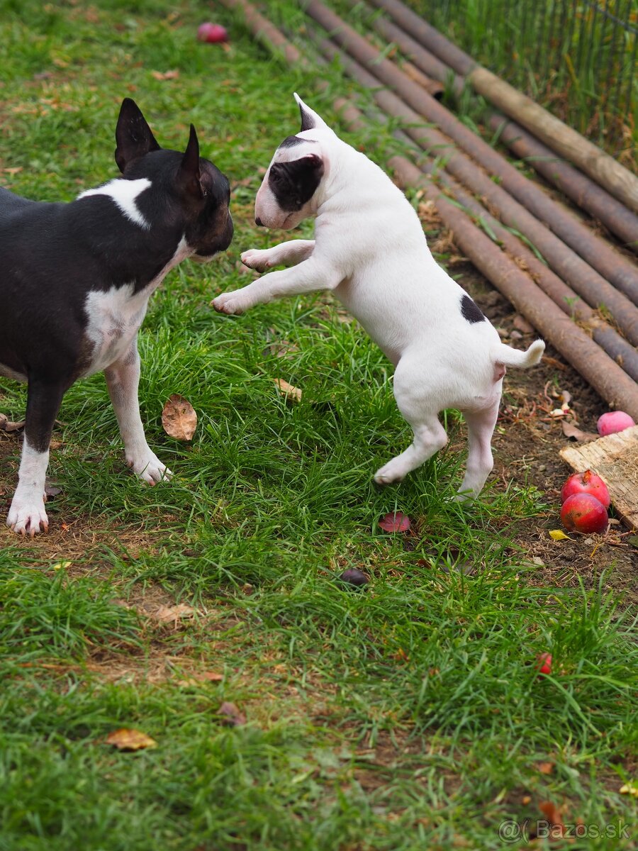 Miniatúrny bullterrier s PP - 6