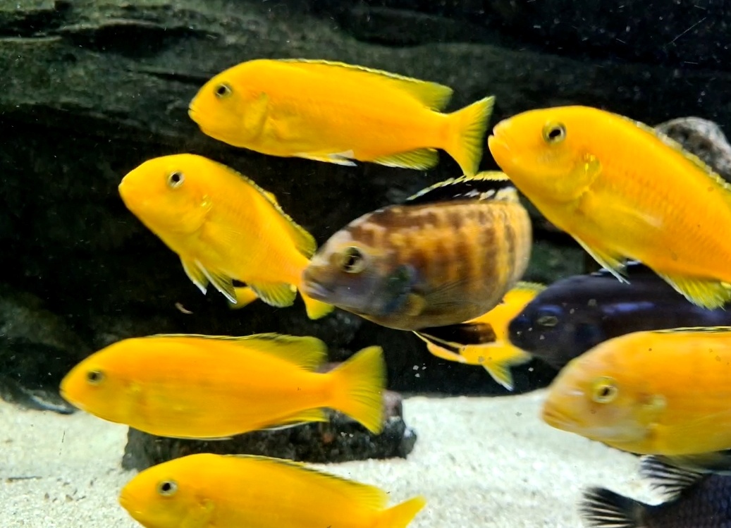 Africké cichlidy - 6