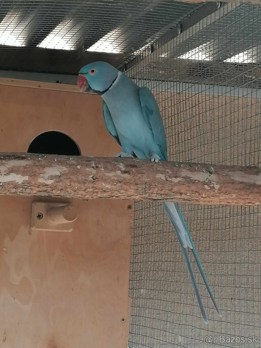 Alexander malý modrý 2025. - 6