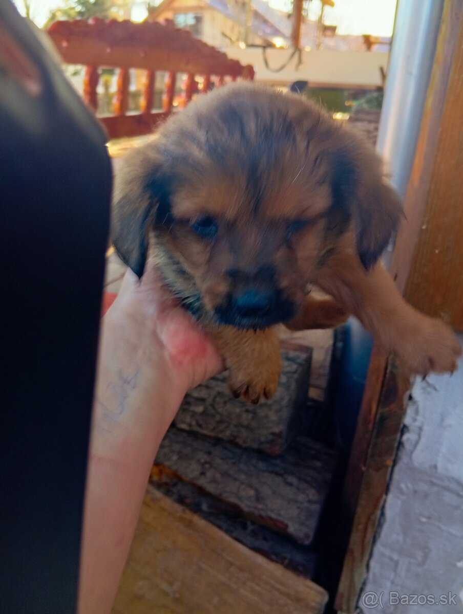 Predám 8-týždnové šteniatka 1 za 20€ - 6