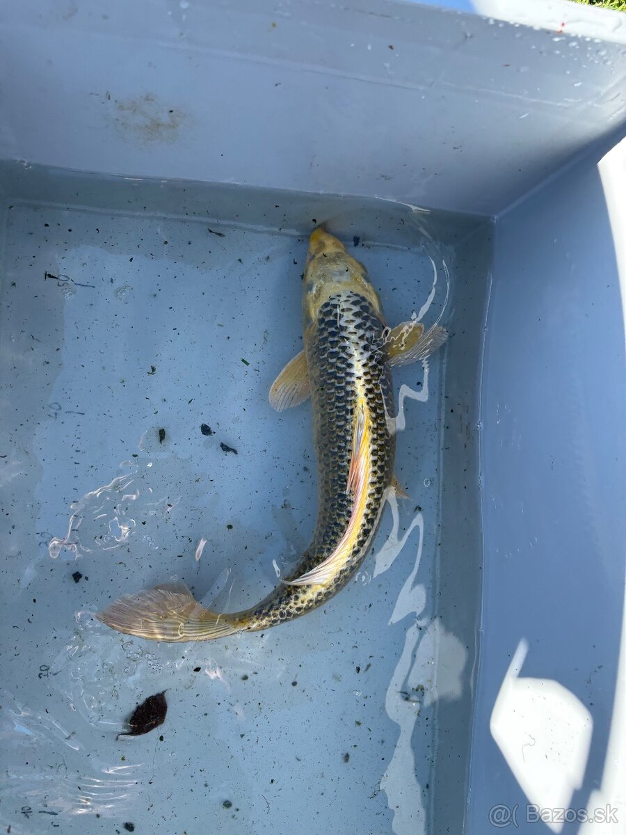 Japonské Koi kapre - 6