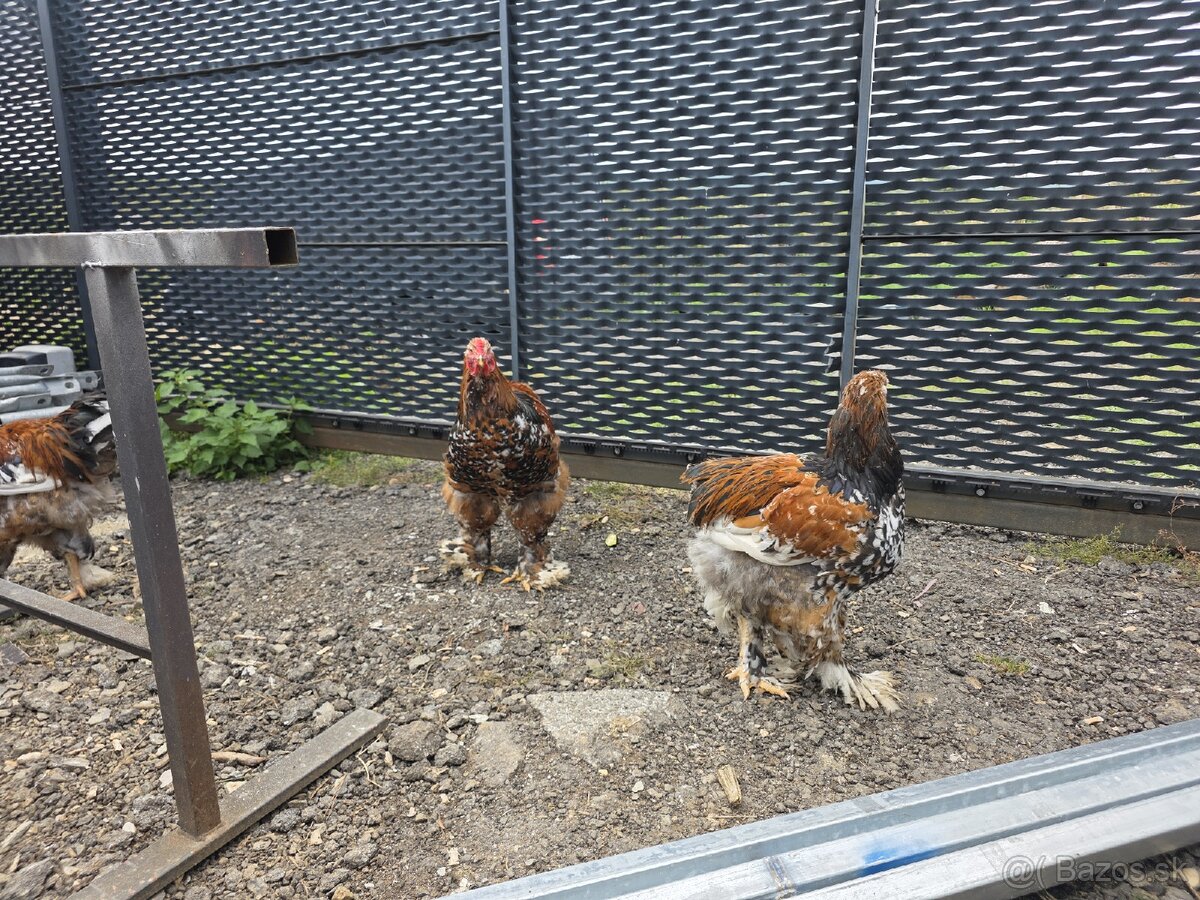 Predám kohútov Brahmanky porcelánovej - 6