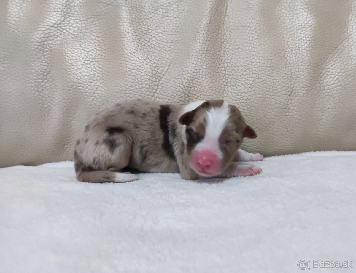 Austrálsky ovčiak - 6