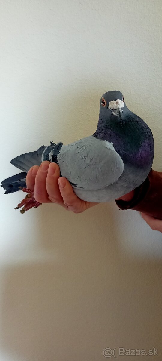 Poštové holuby - 6