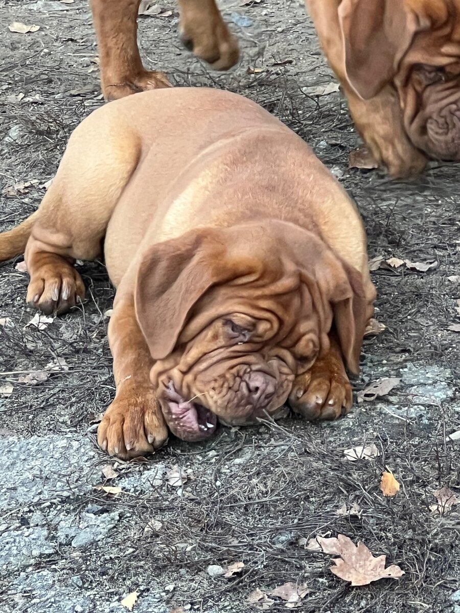Dogue de Bordeaux s PP holčička Bordeauxská doga - 6