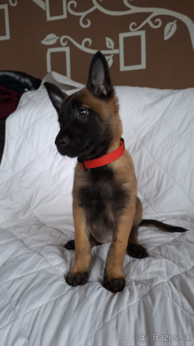 Belgický ovčák malinois bez PP - 6