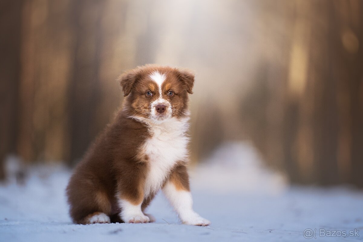 Predaj šteniatka Austrálsky ovčiak 💎 - 6