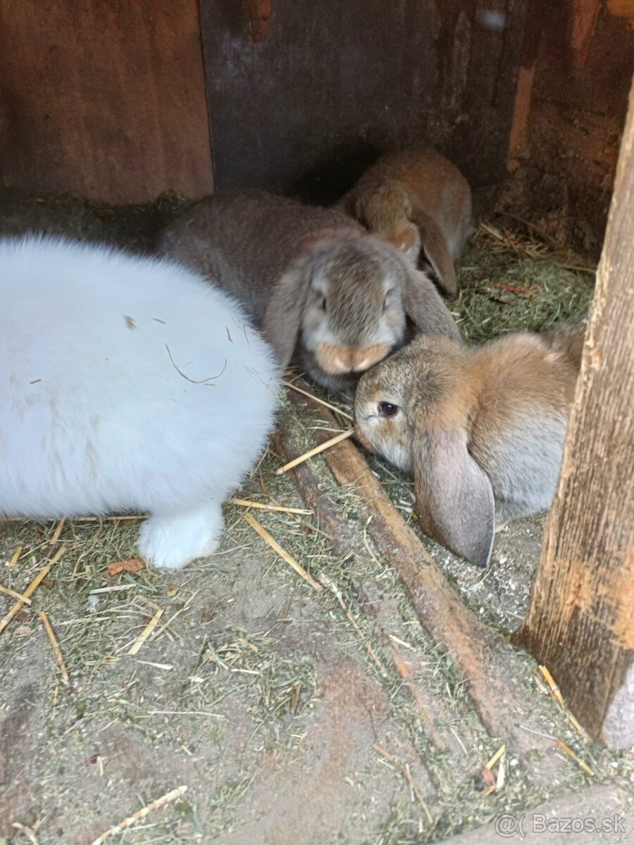 Predám králiky - 6