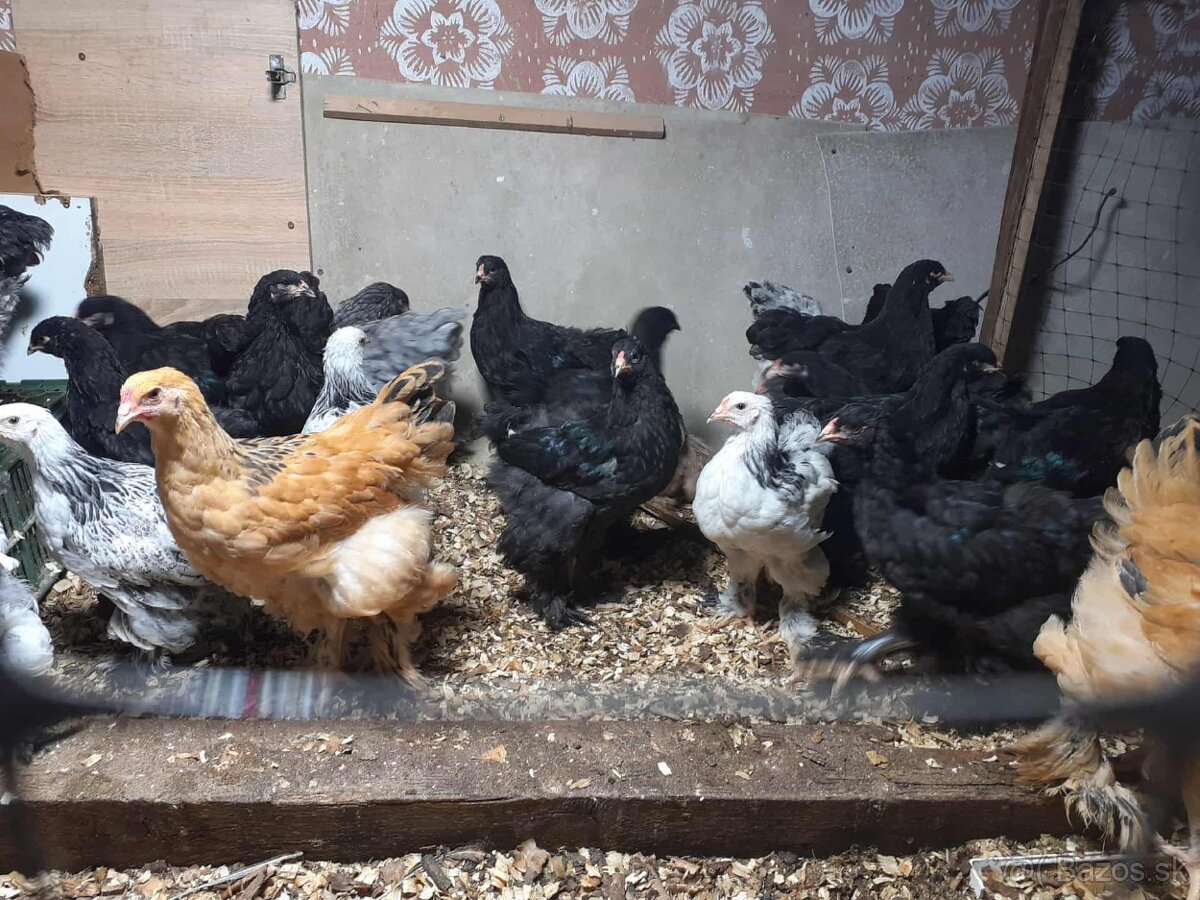 brahma, brahmanka,brahmanky, brahmanka velka - 6