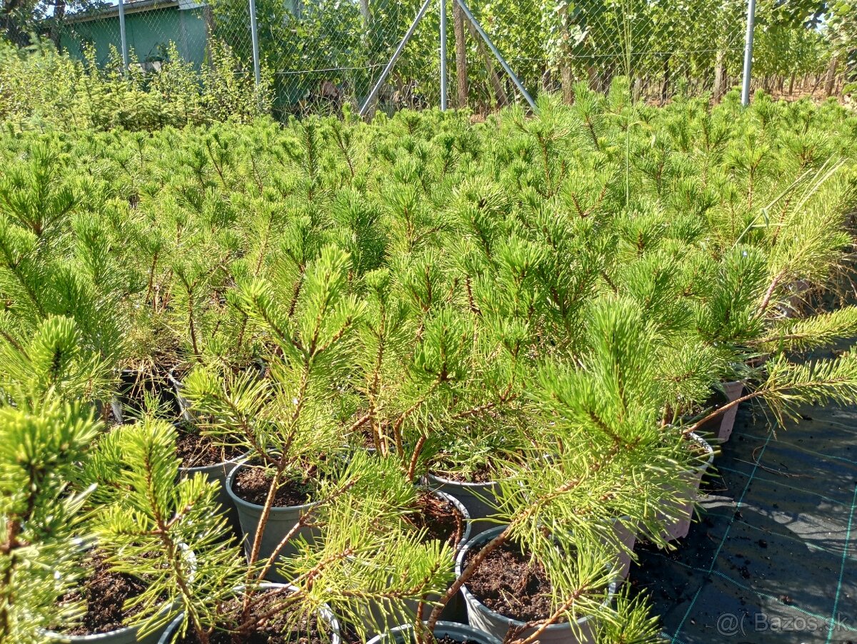 Borovica horská (kosodrevina) - 6