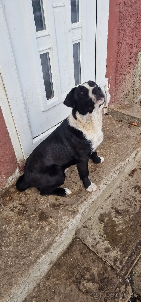 Darujem šteniatka - 6