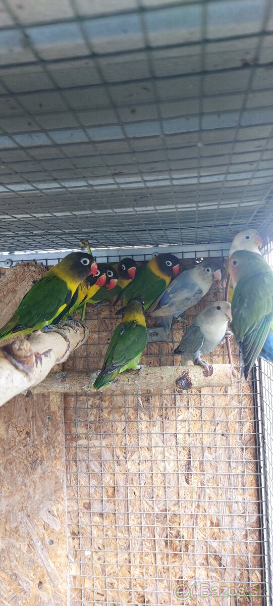 Predám ml agapornisy - 6