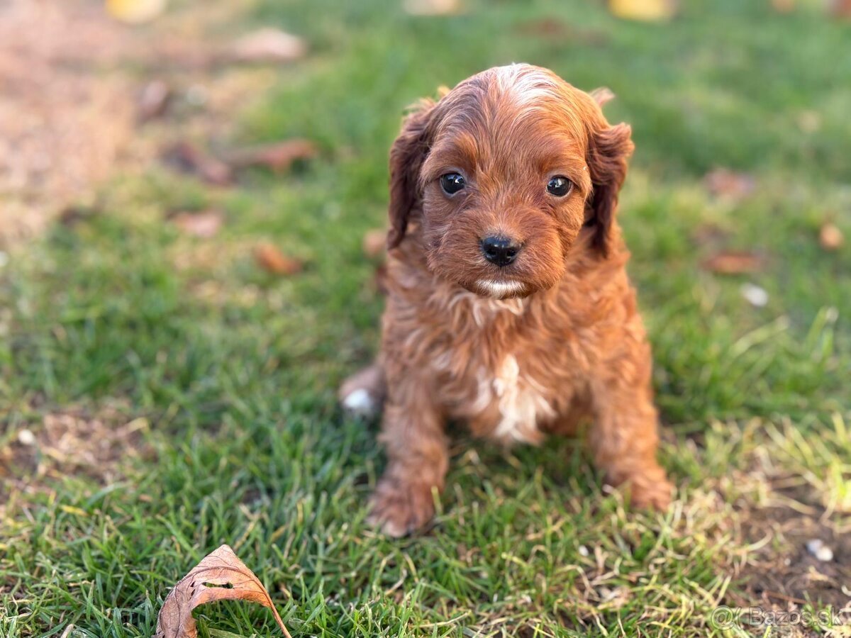 Cavapoo - 6