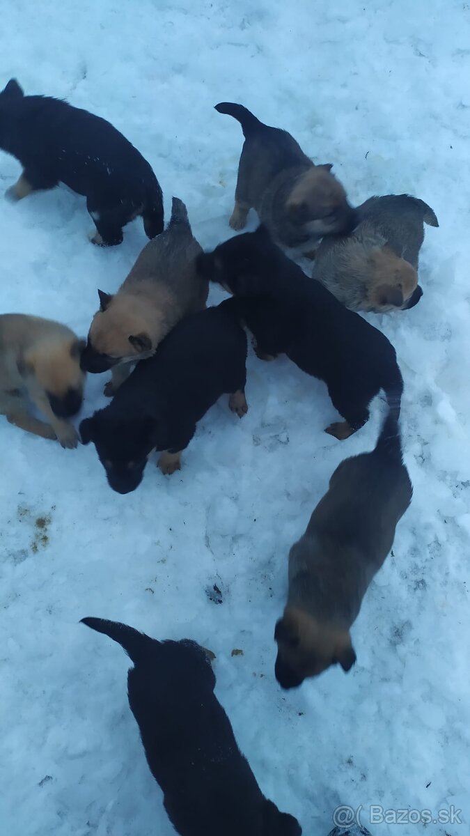 Belgický ovčiak - 6