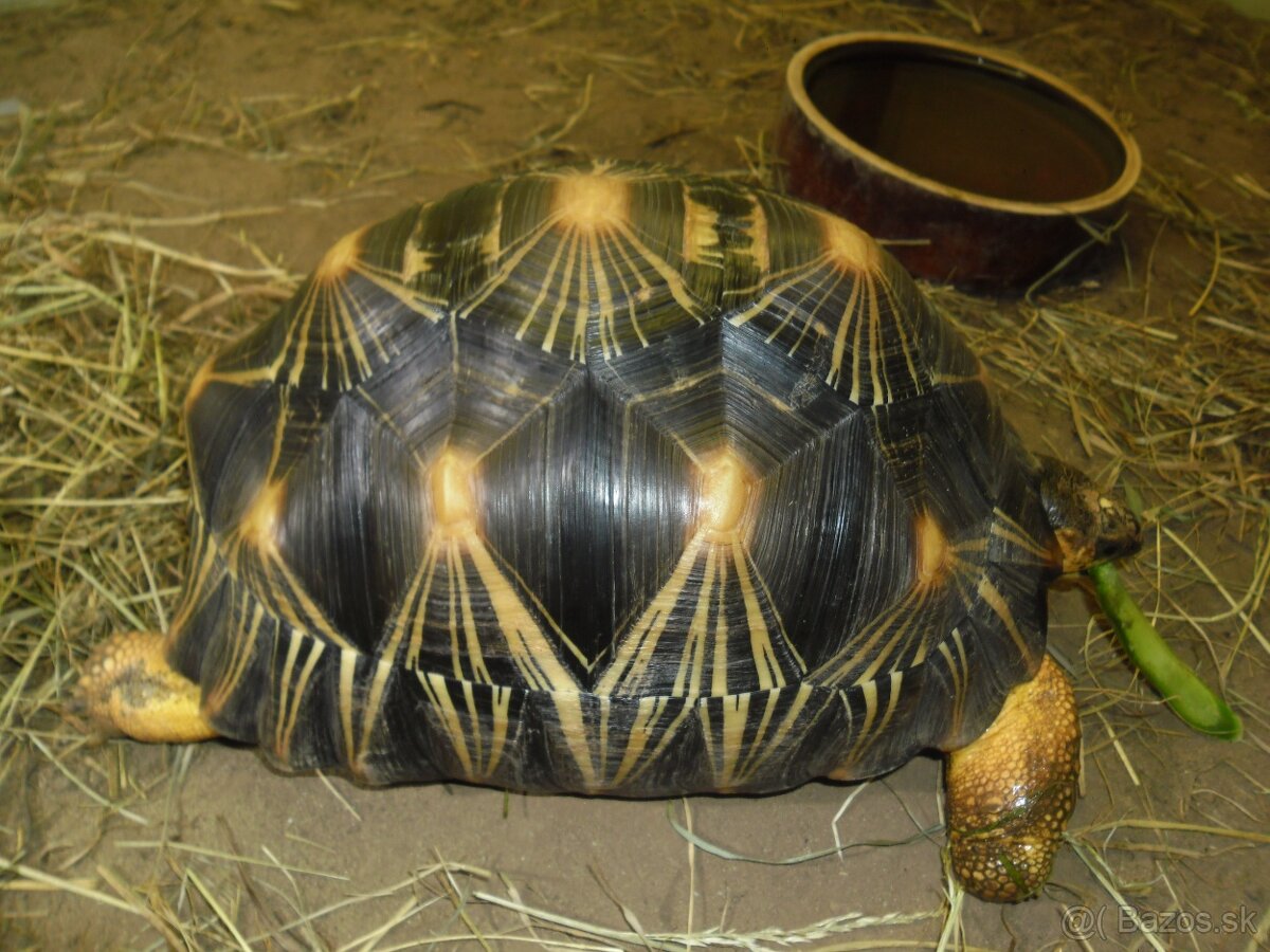 korytnačka lúčová - 6