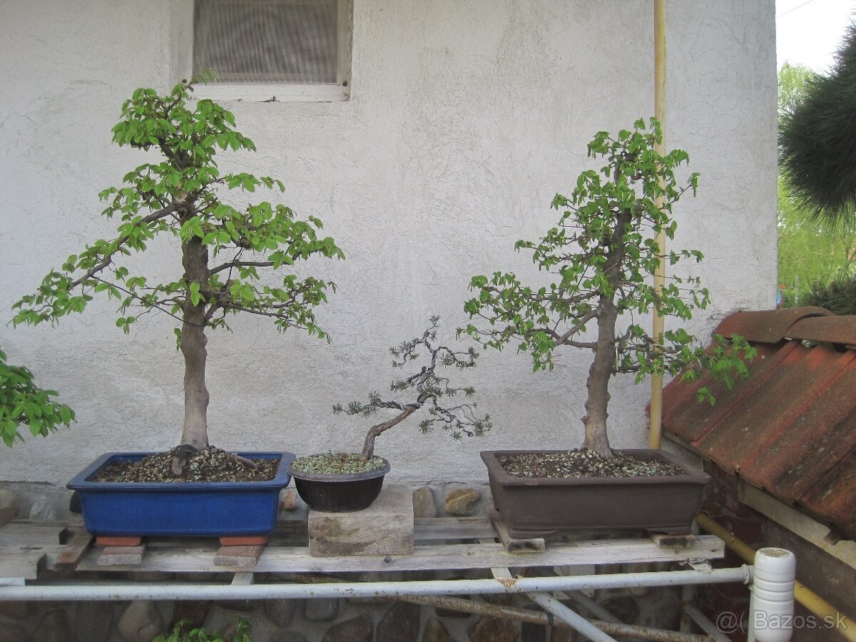 bonsai,bonsaj-hrab 6 - 6