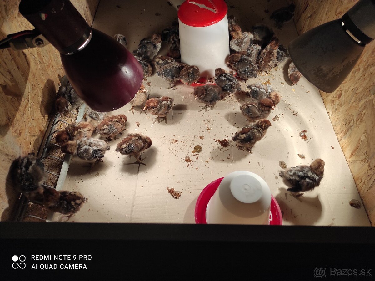 Nasadové vajíčka - 6