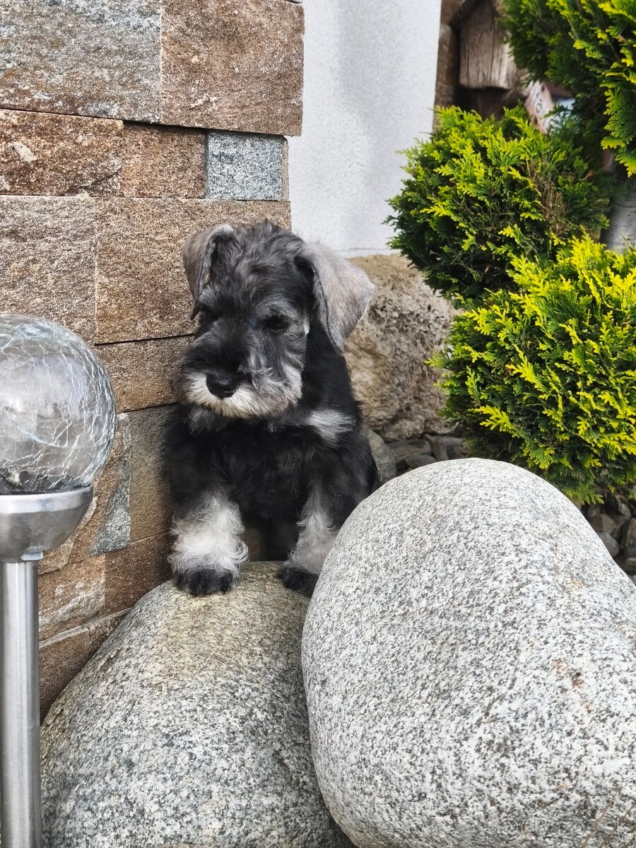 Bradáč malý korenie a soľ - 6