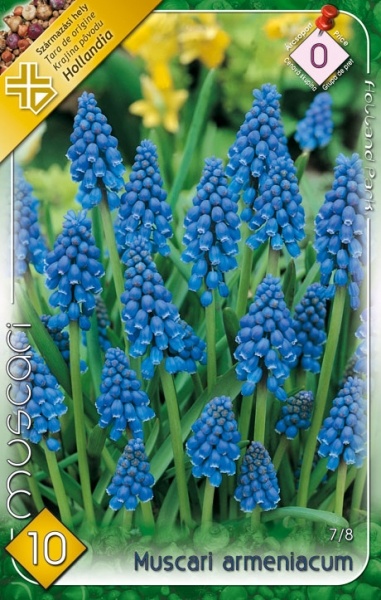 Modrice - cibuľky - 6