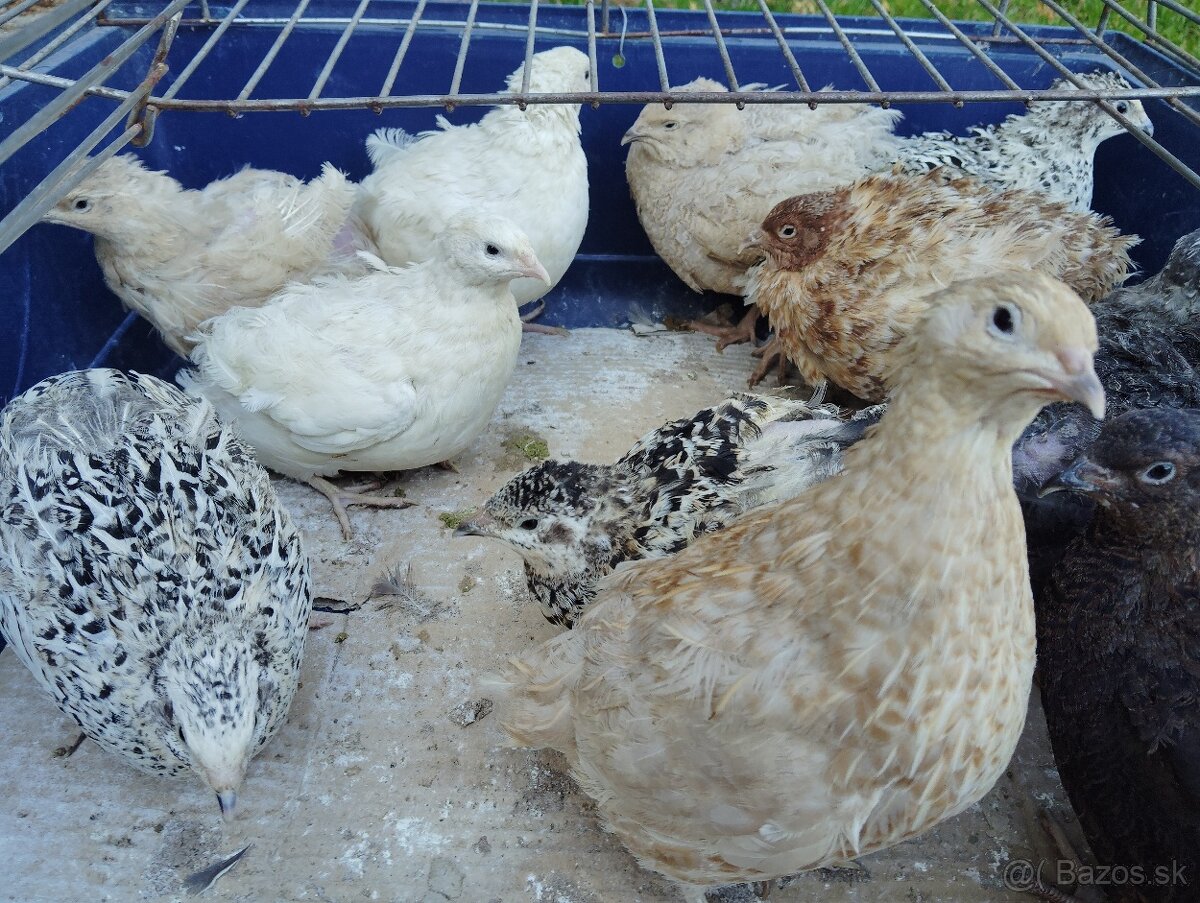 Predám japonské prepelice - 6