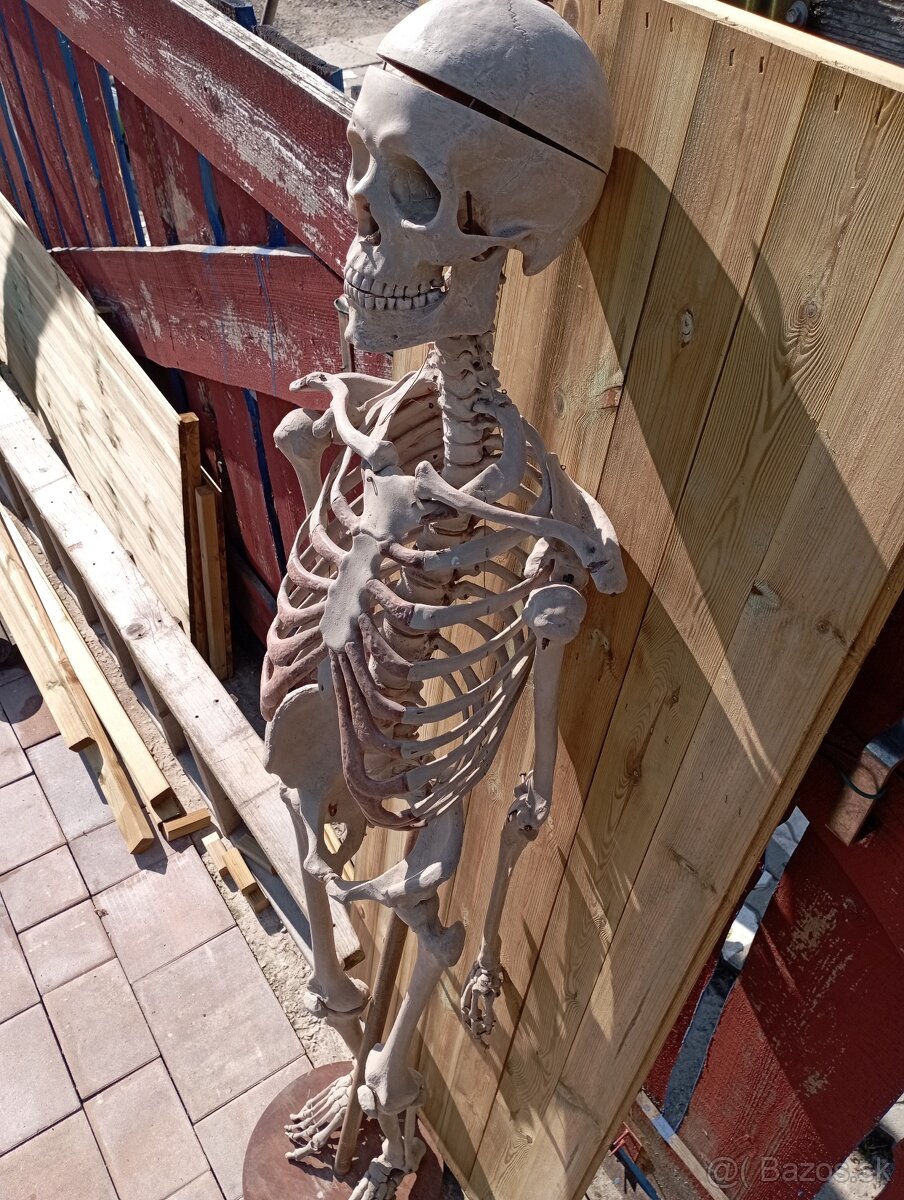 Kostra človeka. Starožitná - 6