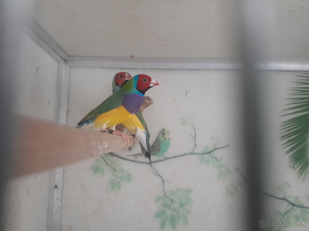 Amadina Gouldova - 6