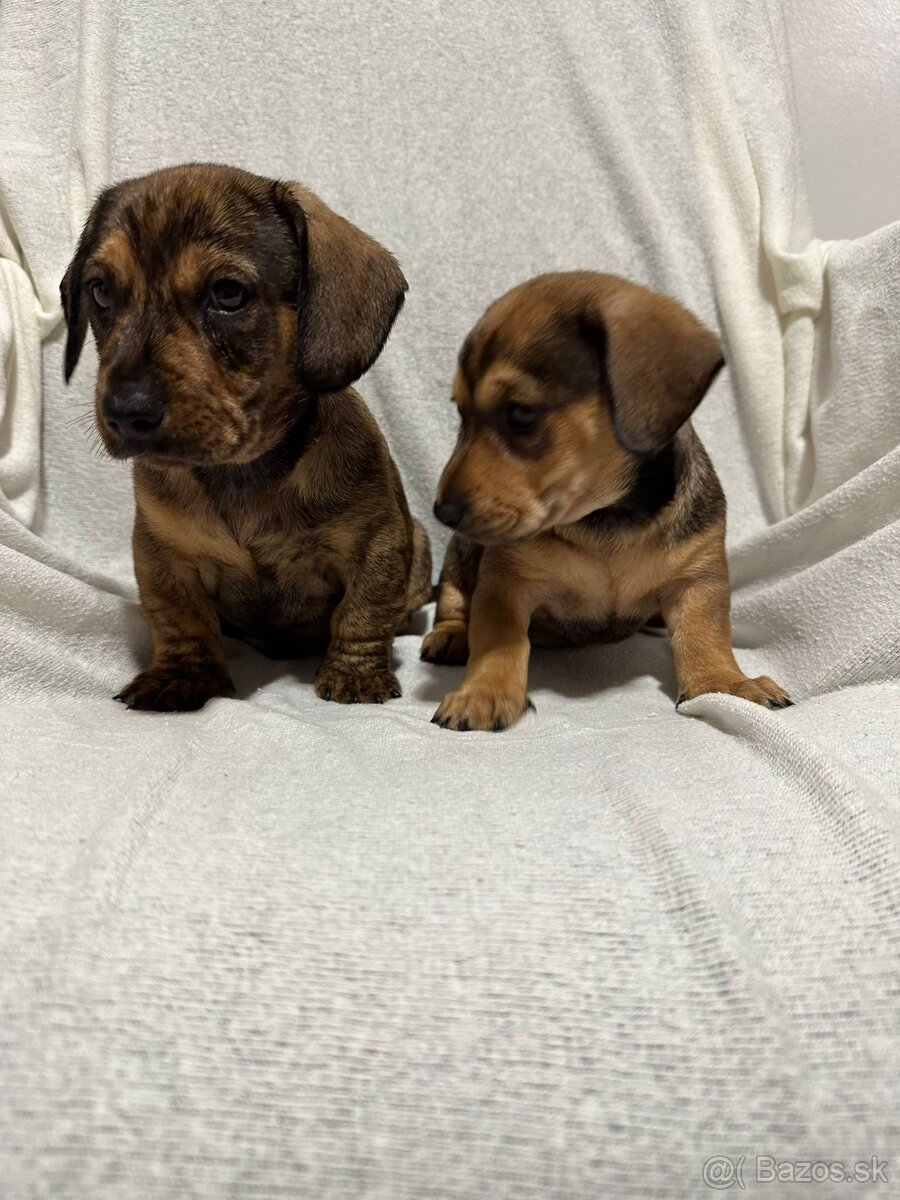 Jazvečík, jazvec - 6