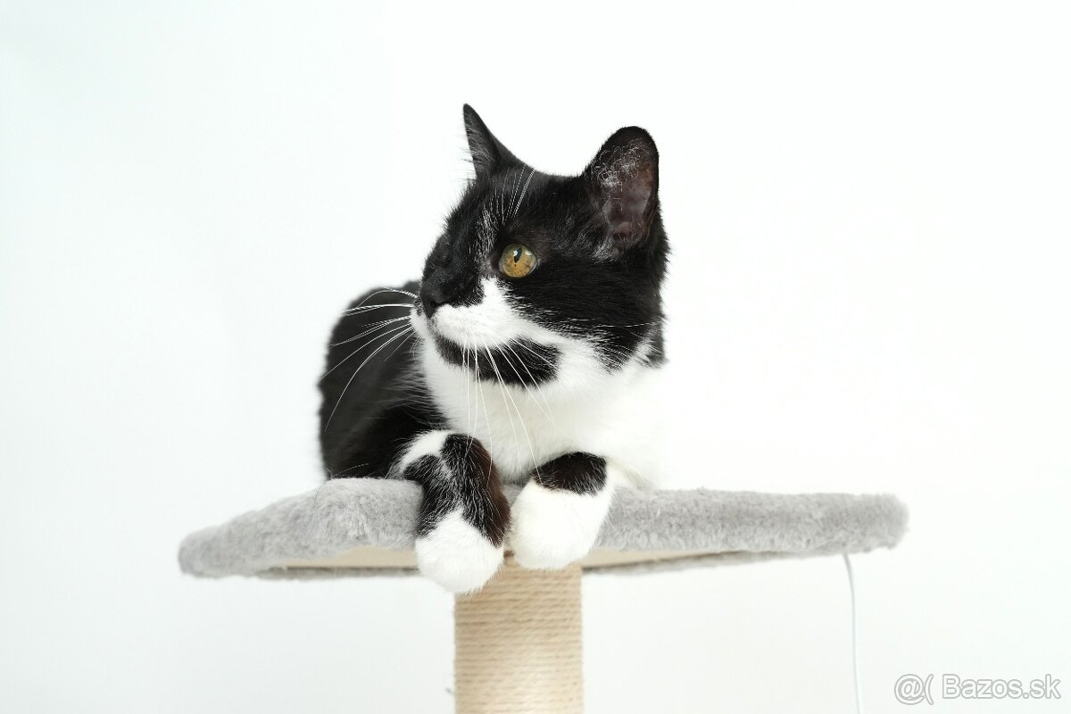 Stará mačička ŽIŠKA hľadá domov - 6