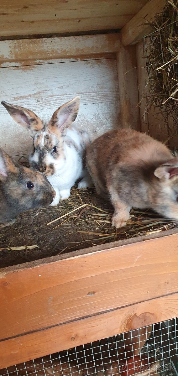 Burgundský králik, dalmatínsky rex - 6