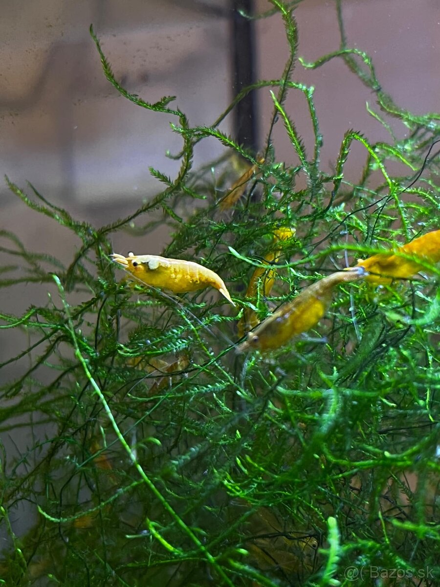 Krevety-Neocardinia yellow fire - 6