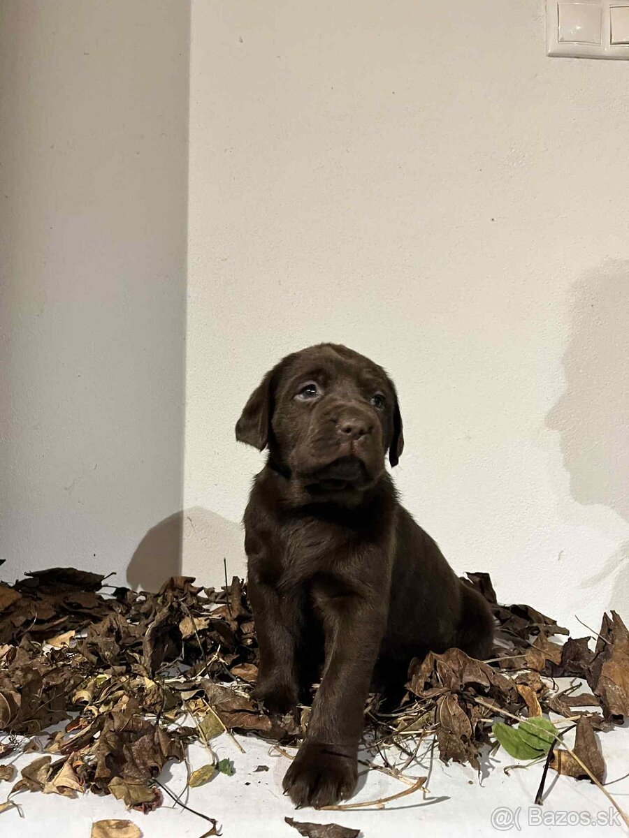 Labrador čokoladový - 6