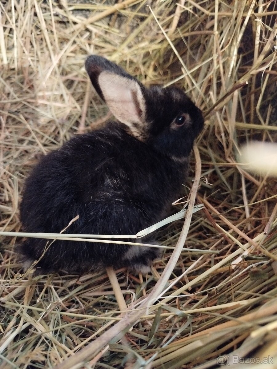 Predám zakrslých zajačikov. - 6
