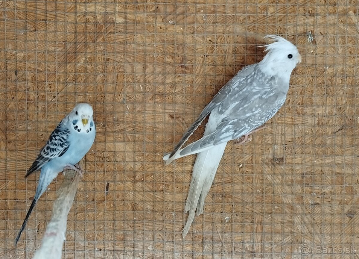 Korela bielohlava - 6