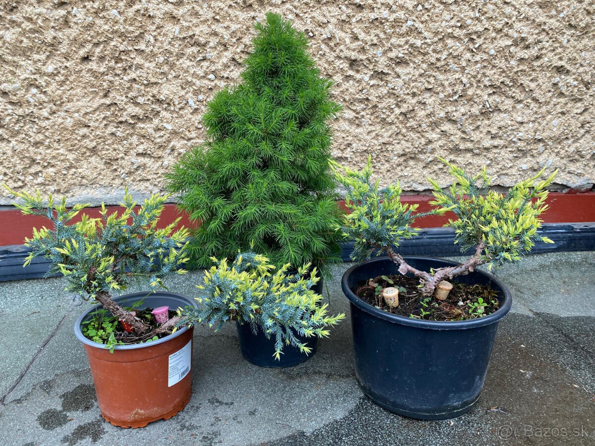 Borievky + Smrek biely - 6