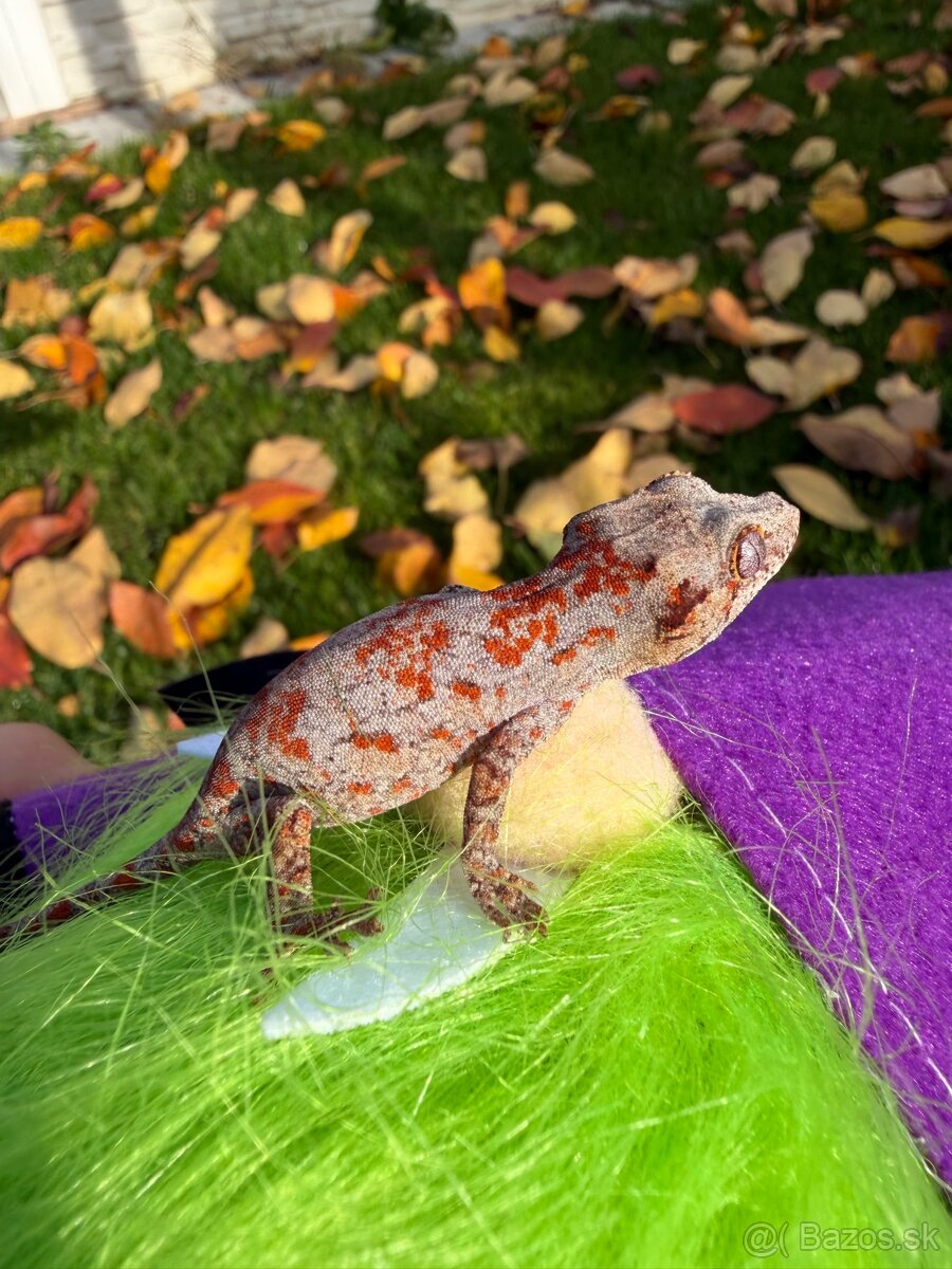 Gekon hrbolkohlavý / Gargoyle Gecko - 6