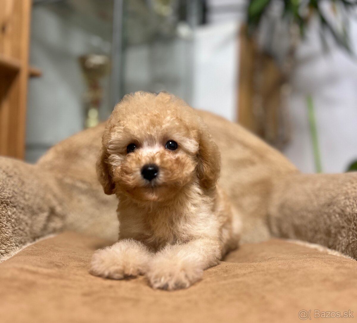 Toy pudlíčky , Pudel - 6